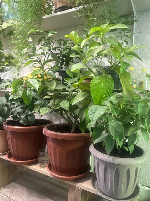 Лимоны Павловские