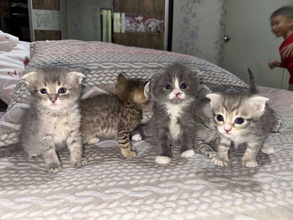 Продаются котята