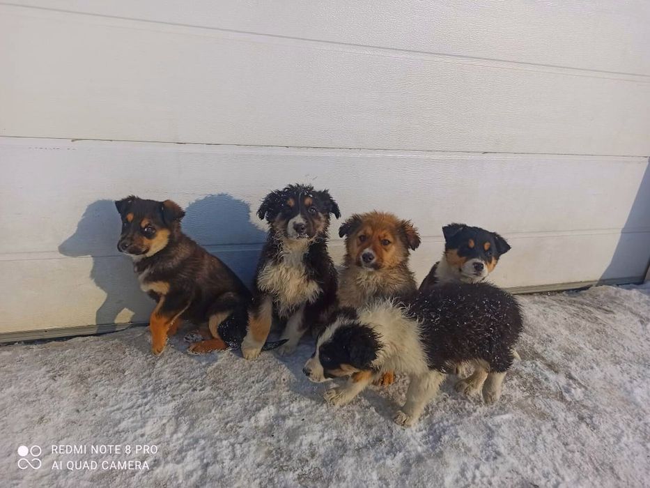 Щенята собака в добрые руки