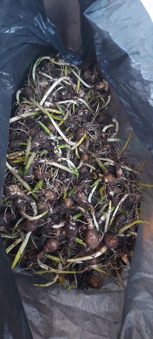 Bulbi narcise albe(stelute)