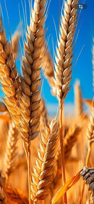 Продам Хозяйство Земля Пашня