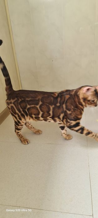 Бронь на лучших бенгалов!