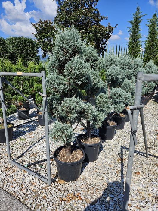 Pom Pon calitate superioară  Avem toate dimensiunile