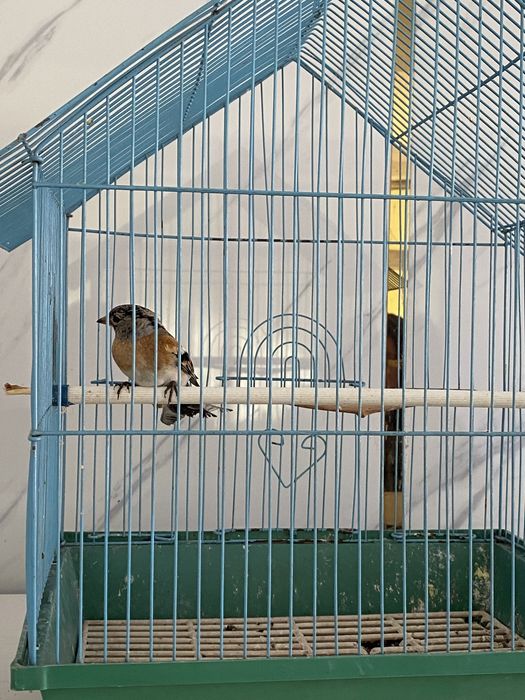 Вьюрок самец и самка