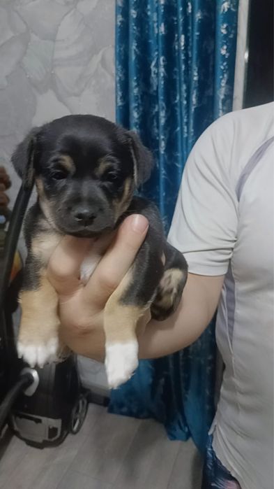 Пинчер карликовый