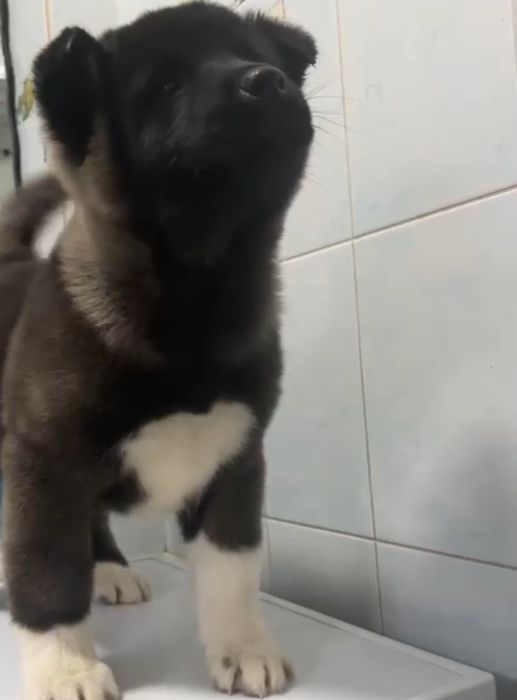 Детки Американская Акита