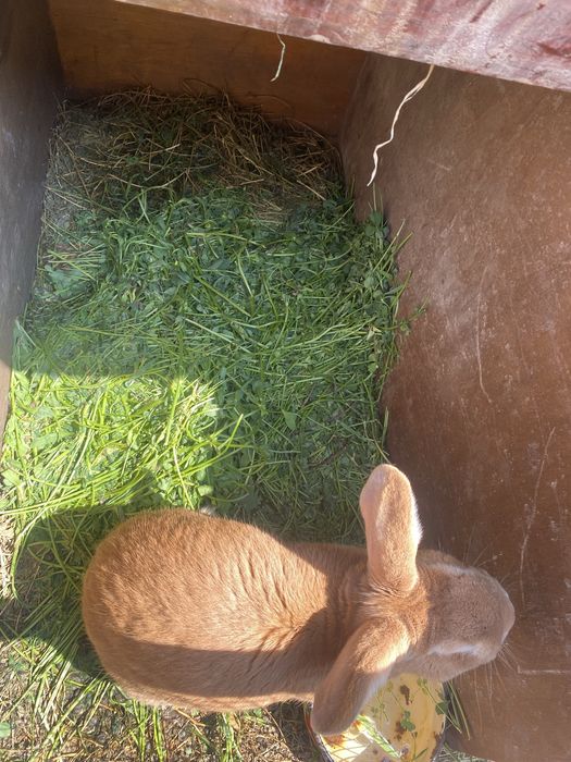 Кролики пародисты