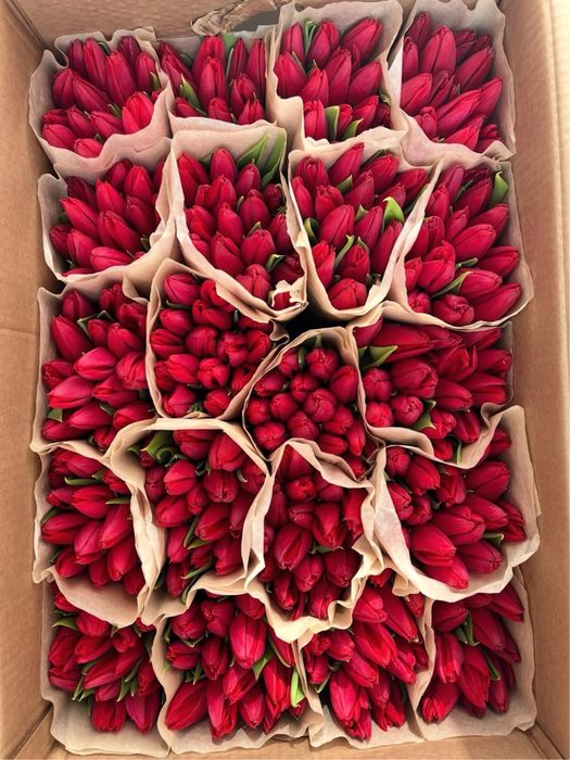 Тюльпаны Большие Бутоны