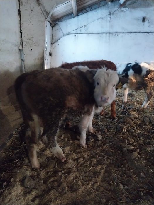 Продам КРС (Бычки, 7 голов)