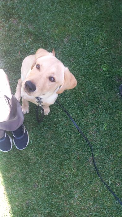 Dresaj canin # K9
