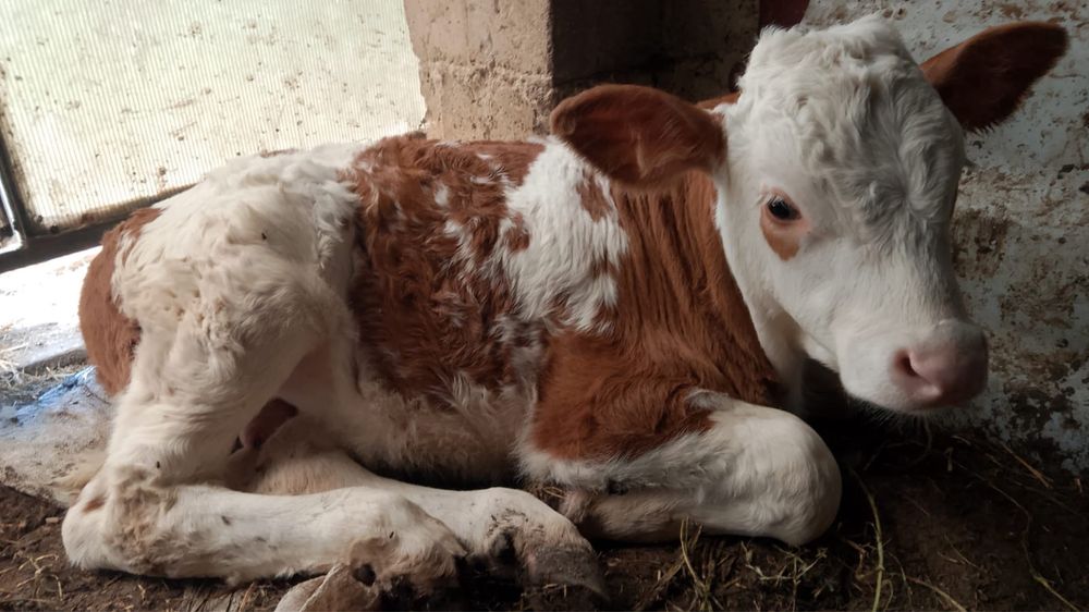 un bou balțat și o vițea belgian de vanzare