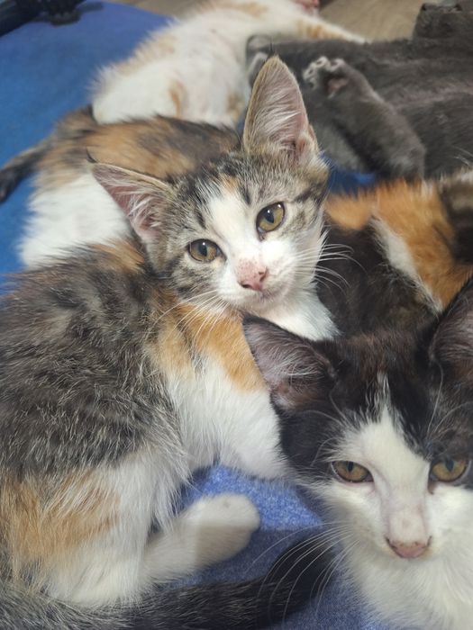 Котята ищет дом бесплатно