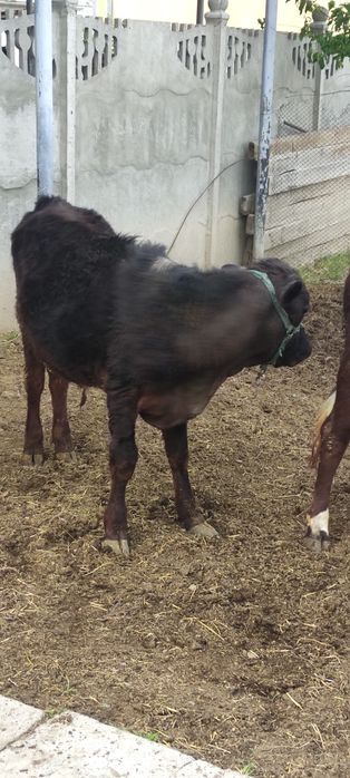 Бычок 1.2 месяца