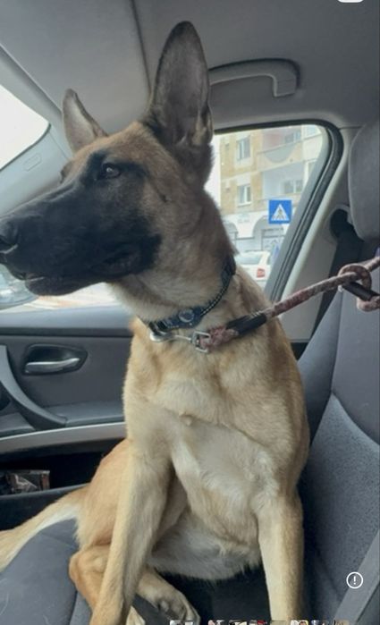 Catelusa Malinois 1an