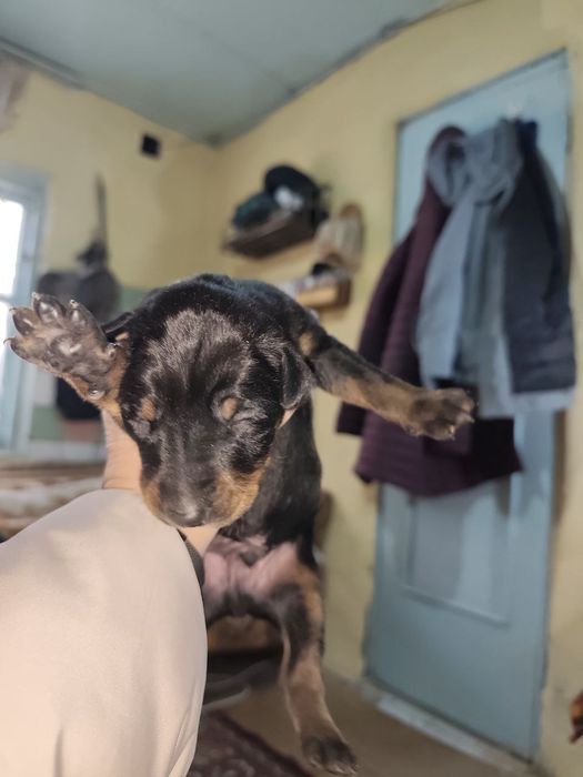 Продаются щенки доберманов