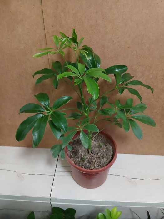 Шефлера адаптированная