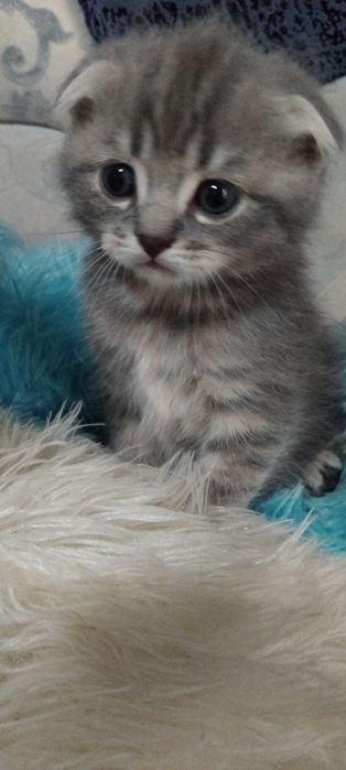 Продам котят 1,5.