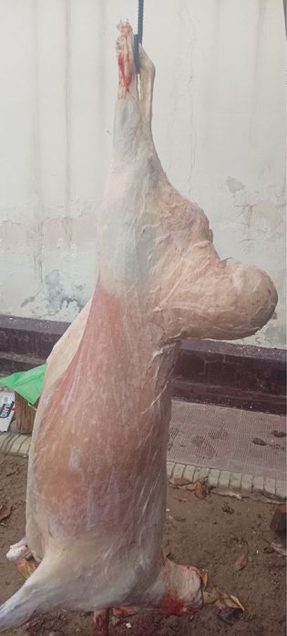 Halol boqilgan qochqorlar Aqiqa Qurbonlik va boshqa Marosimlar uchun