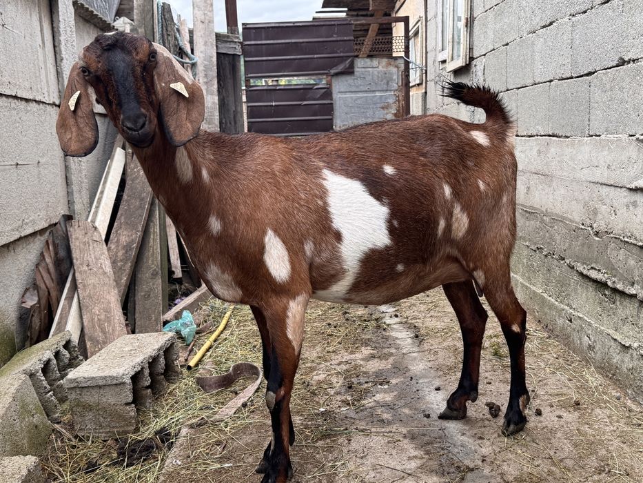 Capra anglonubian gestanta