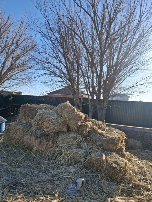 Камыс прес сатылады