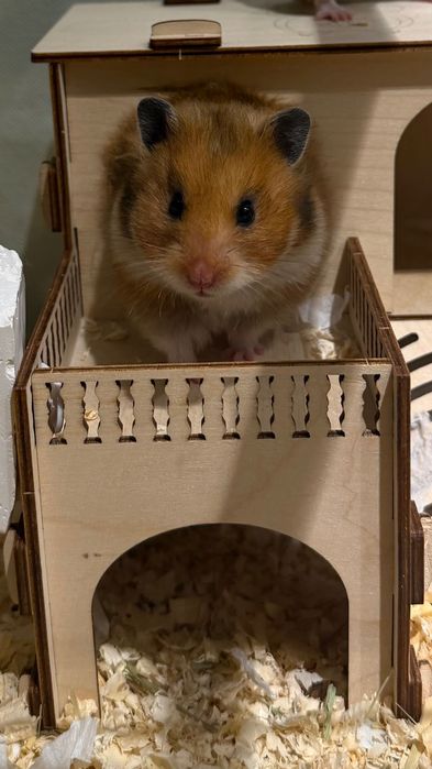 Хомяки сирийские короткошерстные и длинношерстные