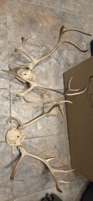 Vand 2 trofee cu coarne de ren f.rare.Vedeti cele 6 poze atasate  la anunt