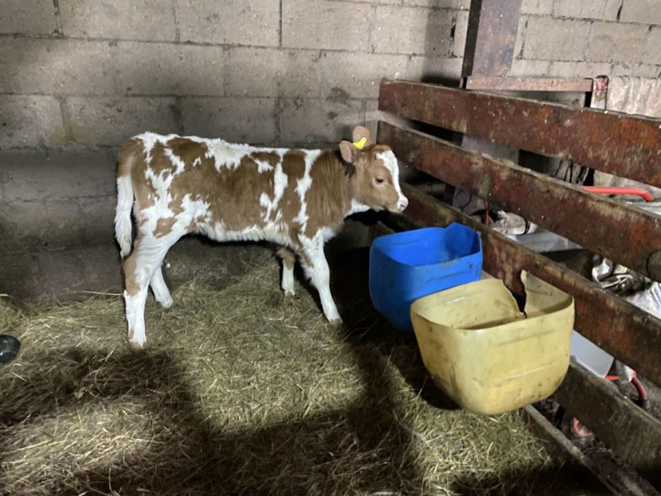 Продам телёнка 1 месяц