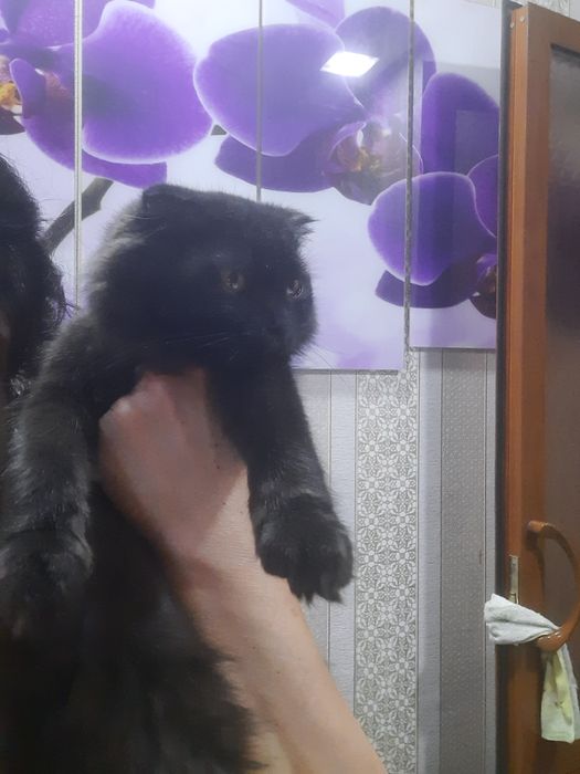 Мушук сотилади ,skottish fold