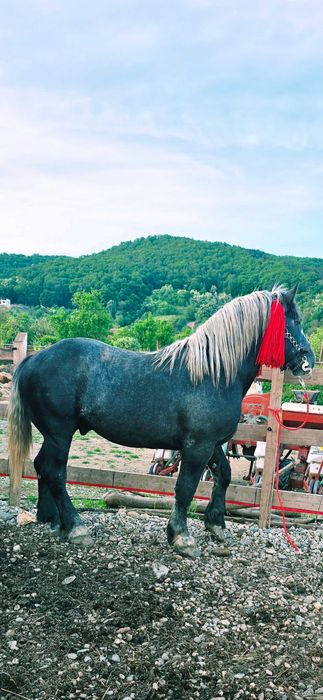 Vând mânz din rasa Percheron
