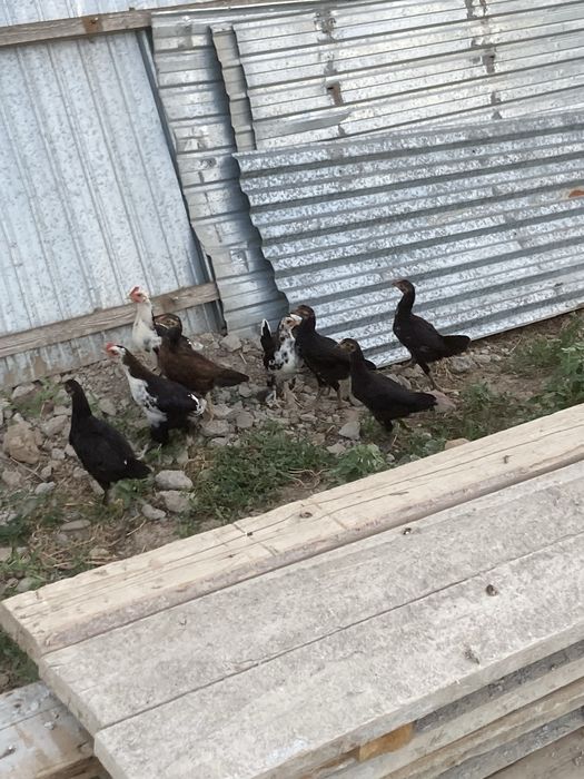Продам не дорого