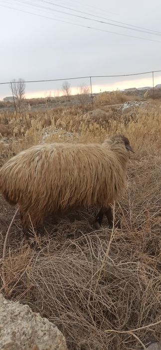 3ta qõylar sotiladi