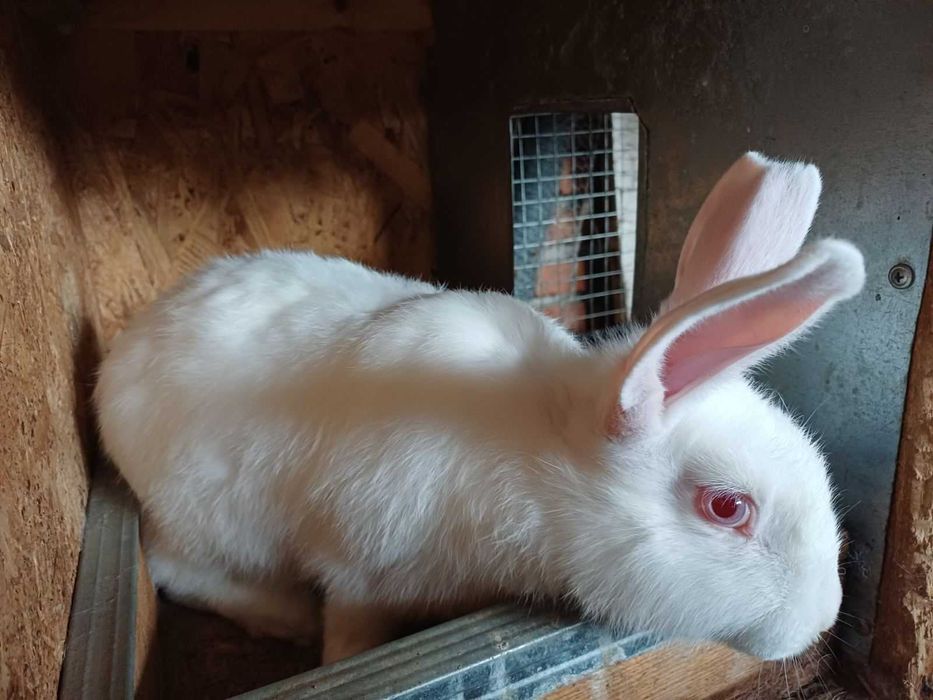 Зайци порода цика