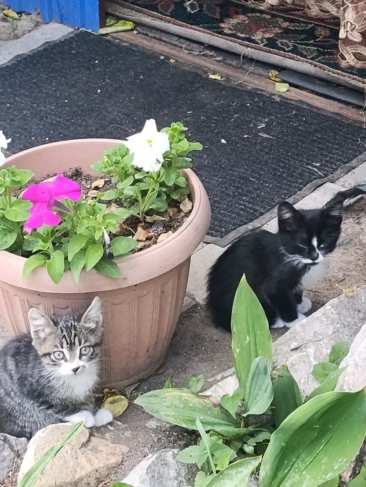 Отдам котят  2 месяца