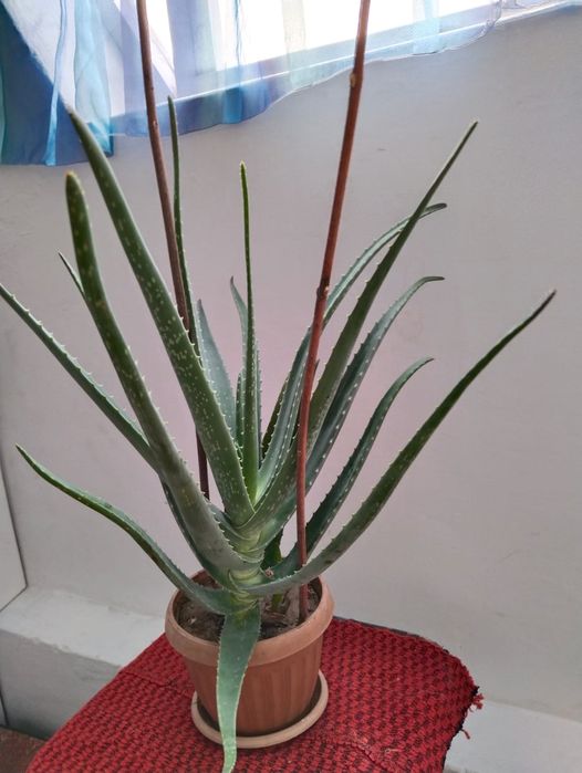 Растение Алоэ Вера