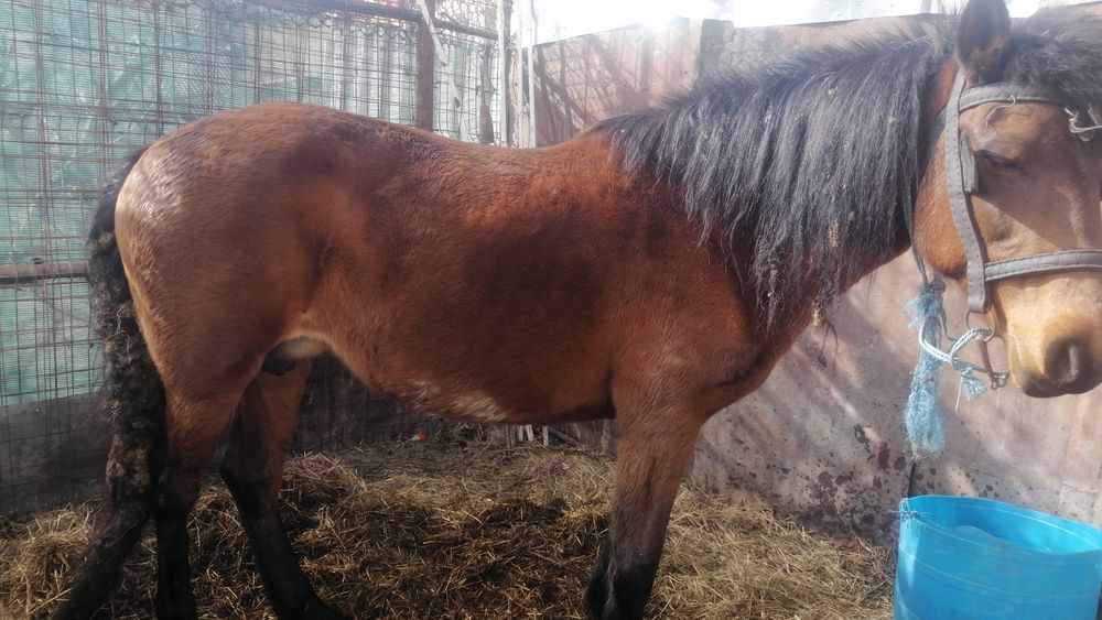 Vând iapă pentru căruță iapa merge foarte bine e blândă