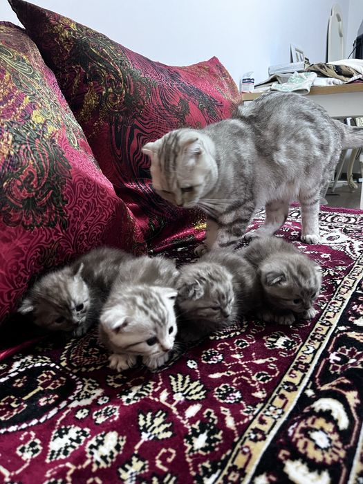 Шотландские котята вислоухие