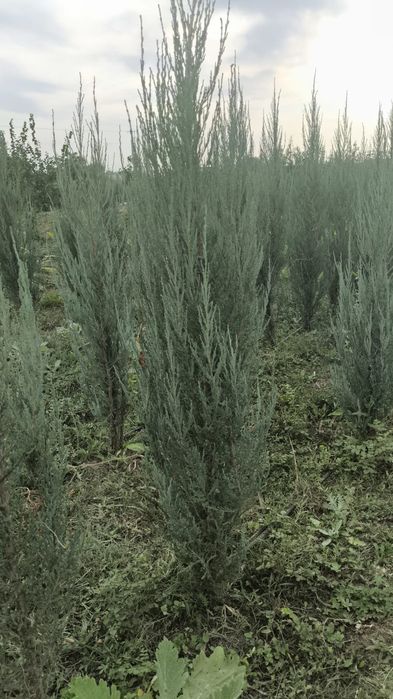 Маживельник блюаро