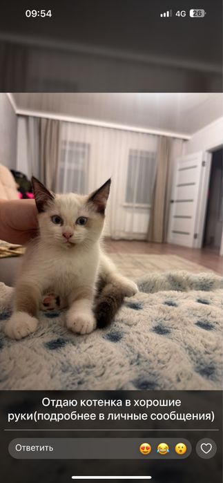 Отдам котенка в хорошие руки