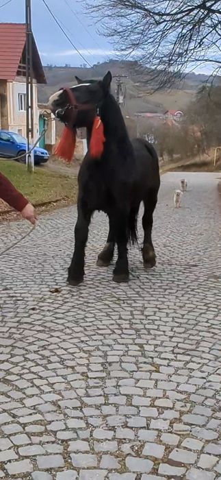 De vânzare manz de 1.8 luni