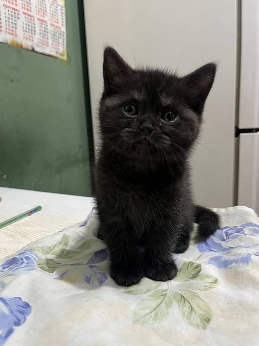 Продаётся котёнок британец девочка