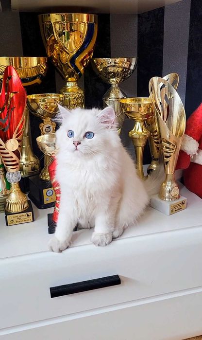 Baiat british longhair din ambii parinti Campioni Mondiali