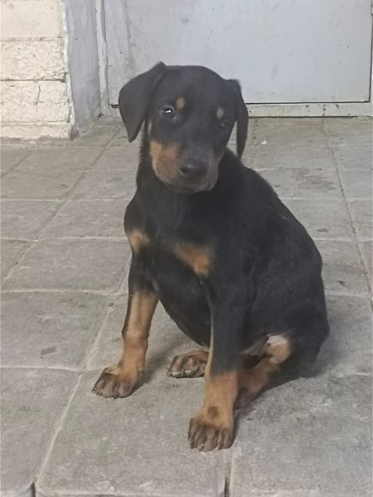 Продам щенка доберман девочка