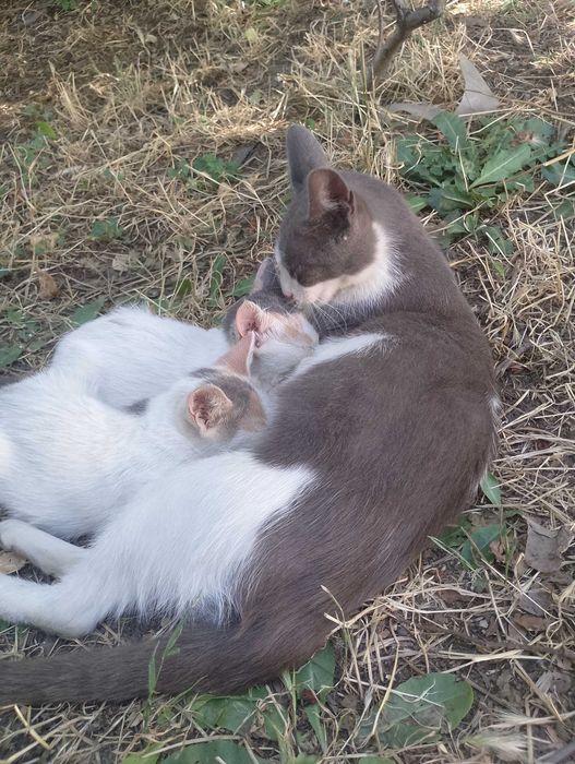 Подарявам коткана една годинка