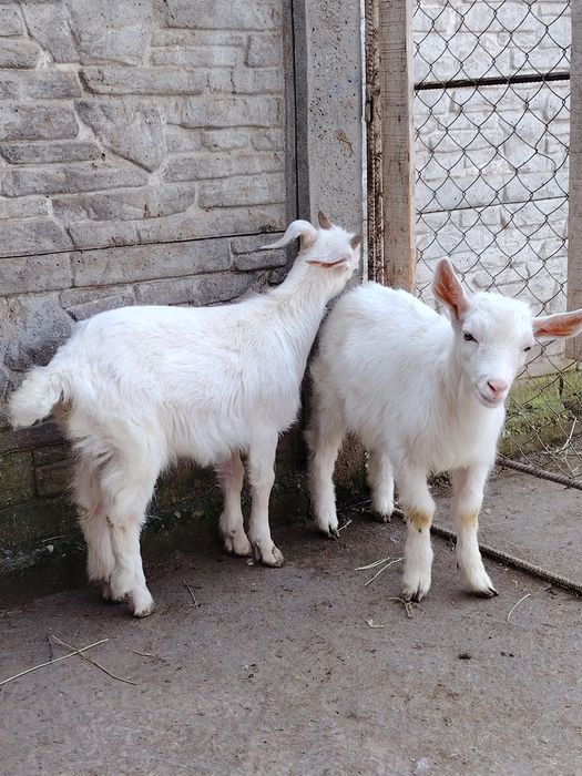 Козляты породистые