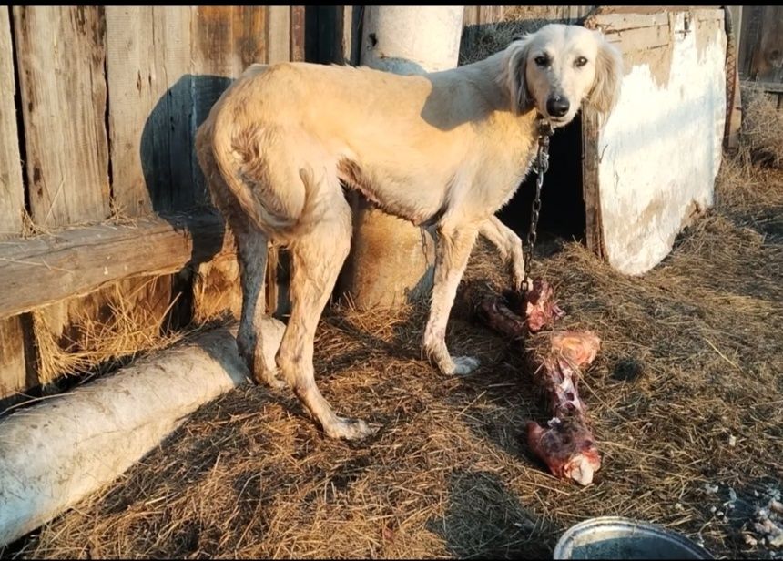 Қаншық Тазы сатылады