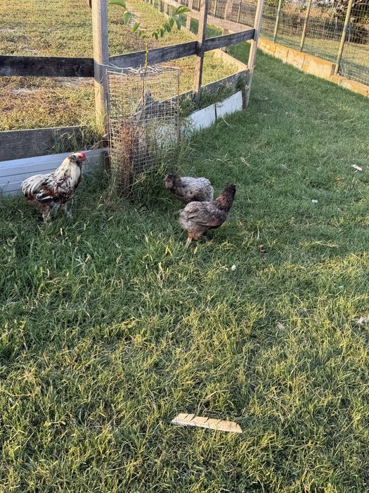 Gaini araucana  tineret