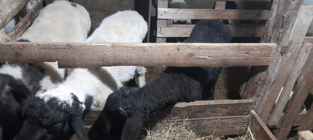 Семіз қошқарлар сатылады