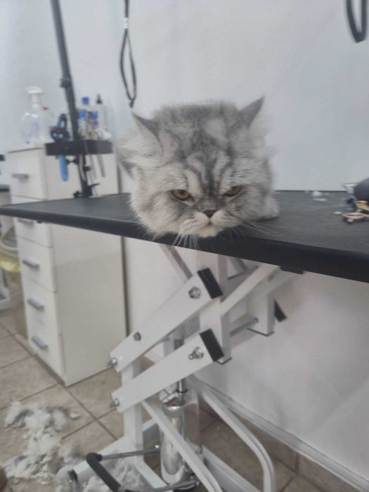 Salon Felin / Tuns Pisici / Salon Sector 6 - Frizerie Felina