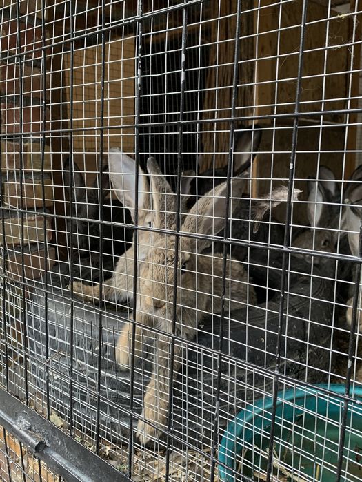 Кролики Қояндар 10