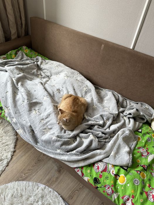 Отдам рыжую кошечку